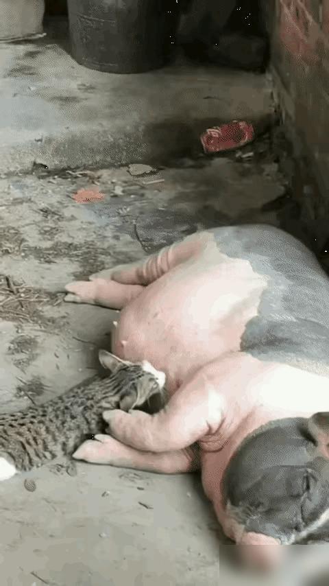 见过脸皮厚的猫，没见过这么厚的！一只小猫盯上了正在休息的母猪，凑上去就想喝猪奶。