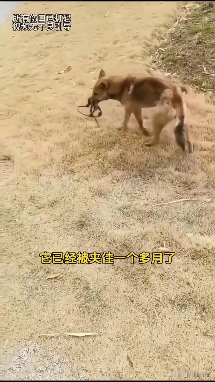 作为一个养狗人，看到这条流浪狗所遭受的苦难，心里特别的不是滋味，但是当看到最后，