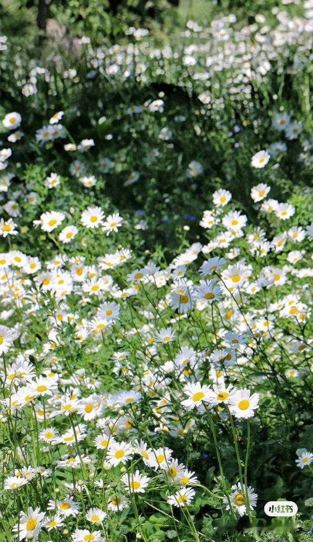 雏菊种植：1.光照需求：雏菊喜光，充足的阳光可促进植株生长、叶色嫩绿和花量增加。