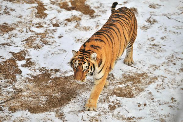 2021年，韩国引进了一头中国东北虎。结果刚到韩国动物园，就遭到了本土虎的联合攻