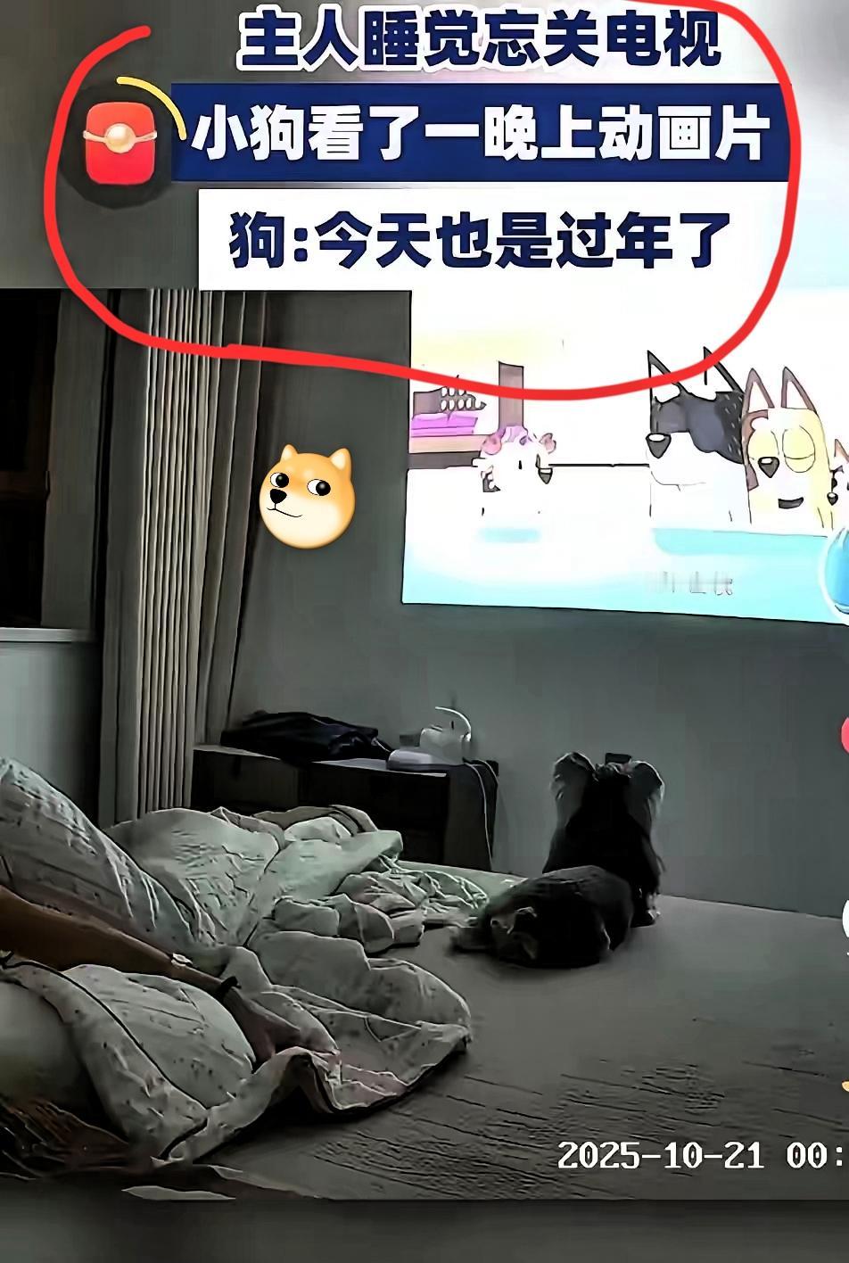 近日山东,男子睡觉忘关电视,结果旁边的狗子居然直勾勾盯着屏幕,连主人醒了都没察觉