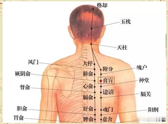 背厚紧实是阳足，背厚冰冷是阳堵；腹大软垂是阴盛，腹暖柔软是阴平。背薄如纸阳气虚，