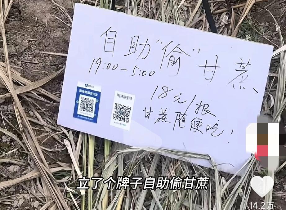 有一个老板设置了偷甘蔗项目这难道是个天才?偷到一根卖18抓到卖30老板抓