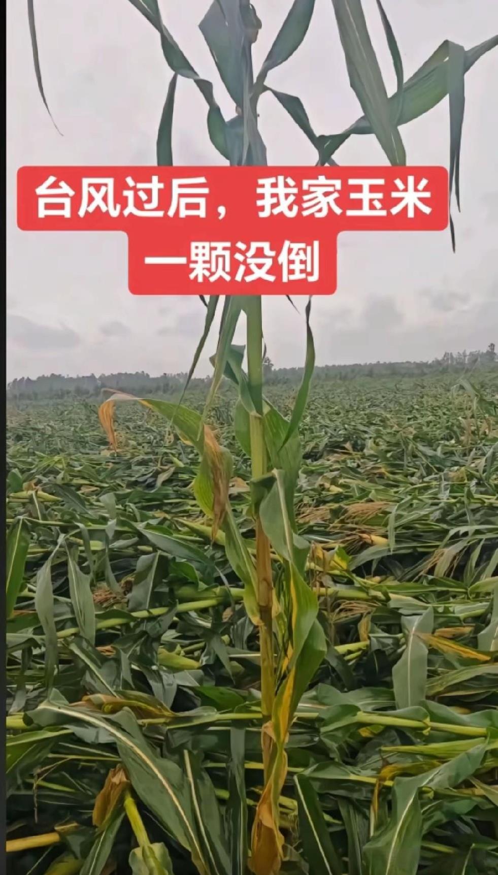 你就说对不对吧？我有没有骗你？我用的可是雷军文学。#雷军#