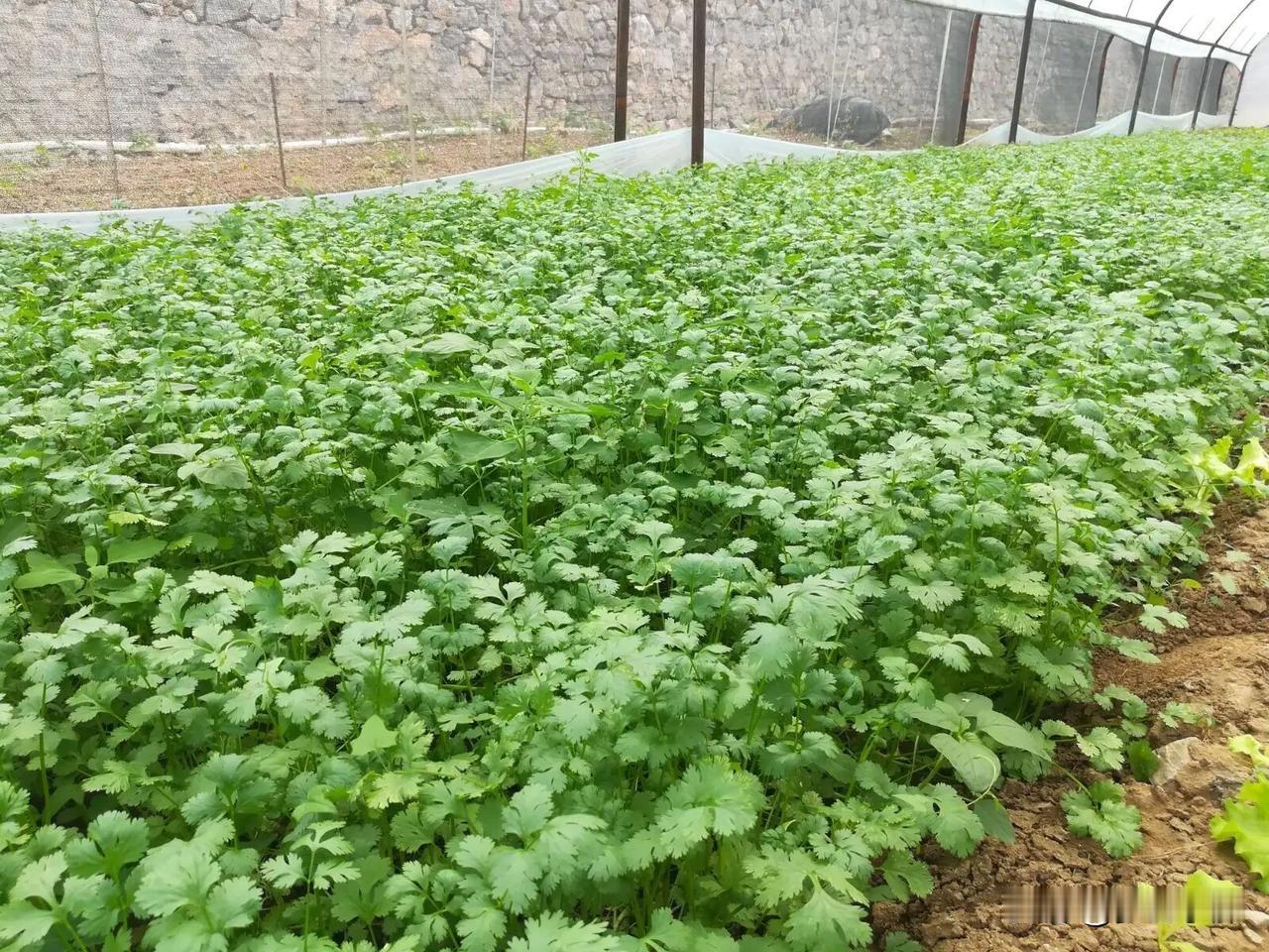 香菜什么时候种最好？记住这几点，香菜出苗快又齐不少人种香菜年年出问题：要么