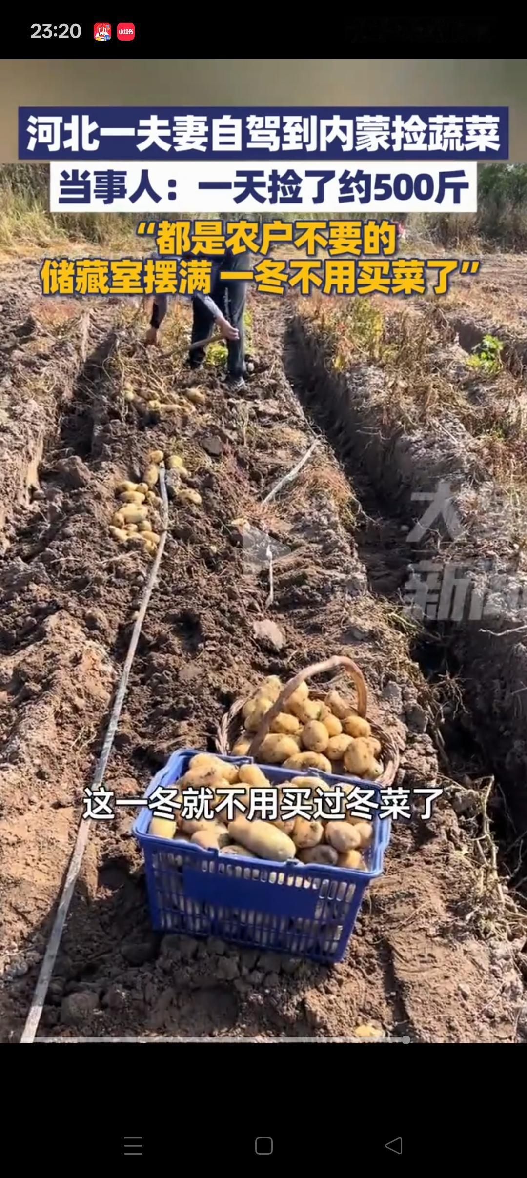 “这菜就非捡不可吗[捂脸哭]”，河北一夫妻听说内蒙古有很多农户不要的菜，可以随便捡
