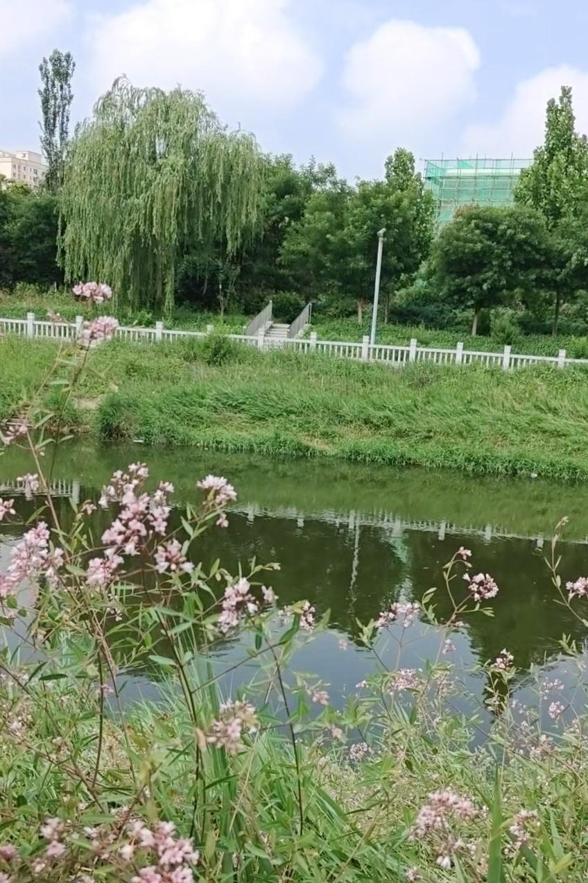 经常散步的小河边，顺着甬路走，看左手边一片盛开着的月季花五颜六色，高大垂柳的枝条