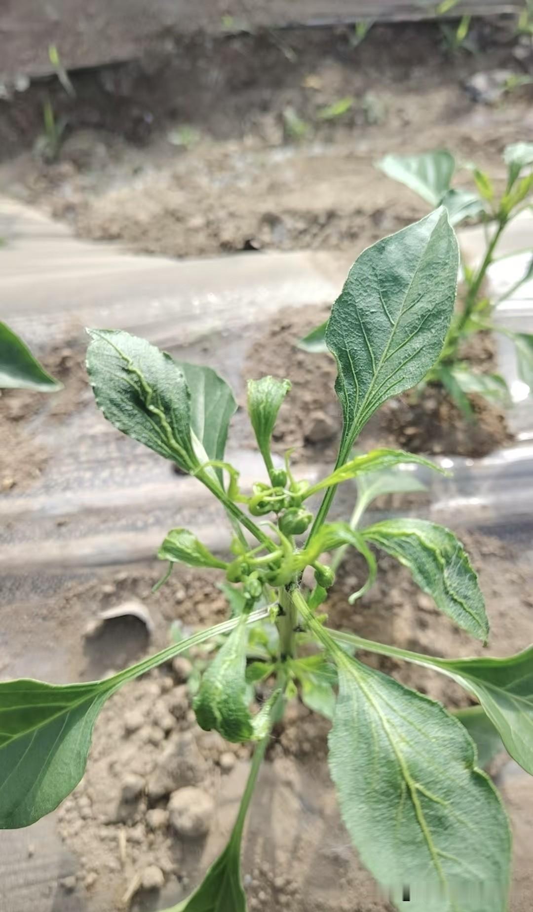 辣椒温室白粉虱是大棚种植中典型的顽固性刺吸式害虫，成虫、若虫群集在叶片背面吸食汁