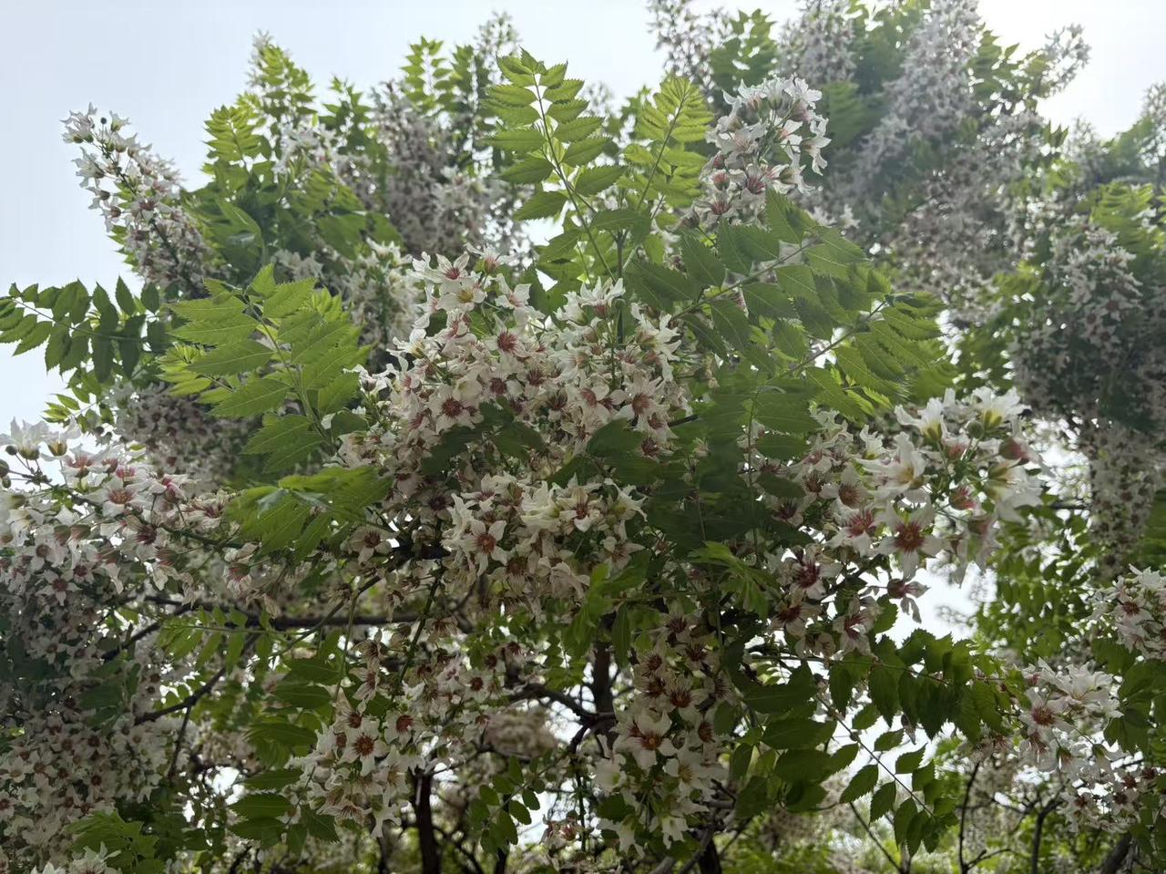 大自然的美确实无处不在，只要我们愿意去寻找。我曾去过草原，站在那片绿色的海洋中
