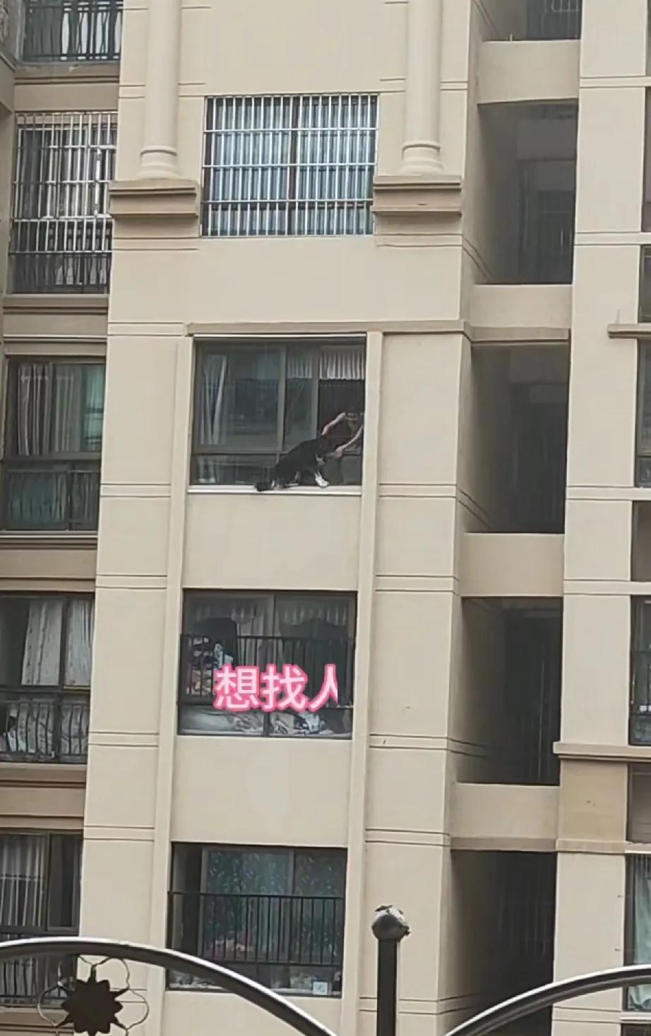 不得了了，狗狗现在都这么有脾气，看把主人为难的，不知道这位主人是怎么得罪狗狗了？