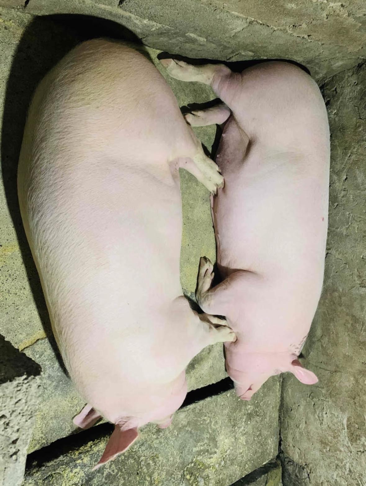 其实，穷和懒真的是两回事，安徽一女生晒出了农村奶奶的家，奶奶乐观的生活态度着实让