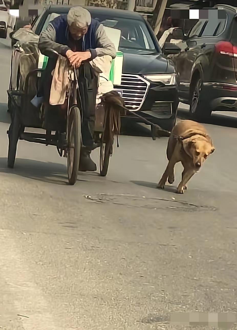 看哭了！安徽的陈先生在去公司的路上看到这只狗狗奋力的拉着拾荒的大爷，从大爷那得知