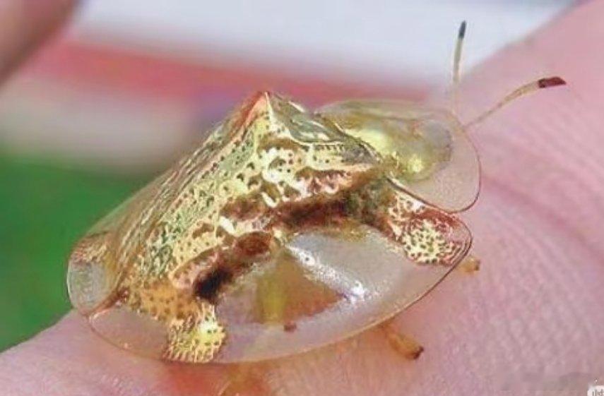 你不认识它，但肯定听过它的名字：金龟子🪲黄金龟甲虫(GoldenTortoi