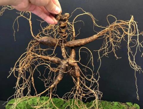 1981年，东北长白山惊现一株重超7两，价值200万的老山参，十分的罕见，后来被