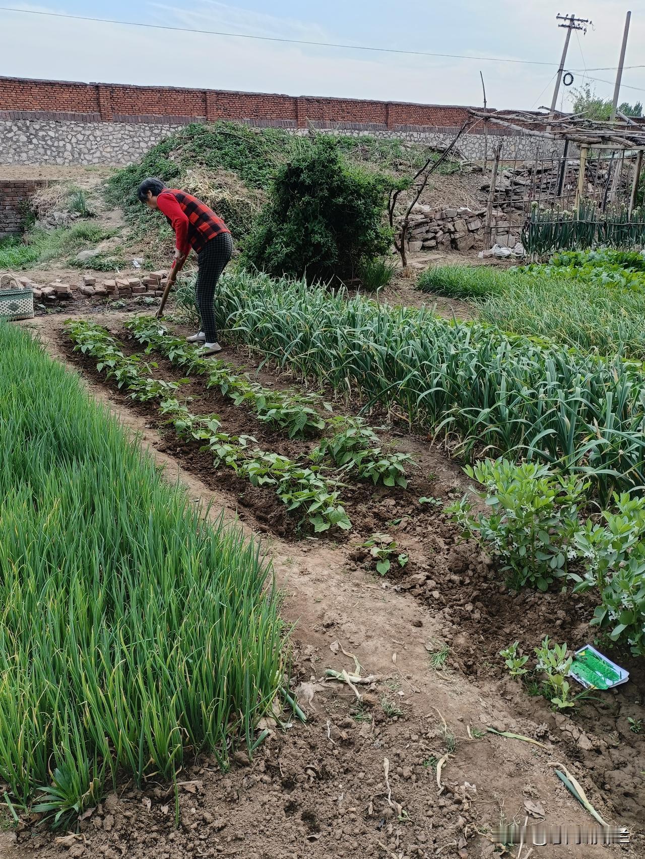做晚饭前我去菜园拔菜，老妈让我给菜浇水，她顺便去菜园干活儿。水萝卜又干了，把