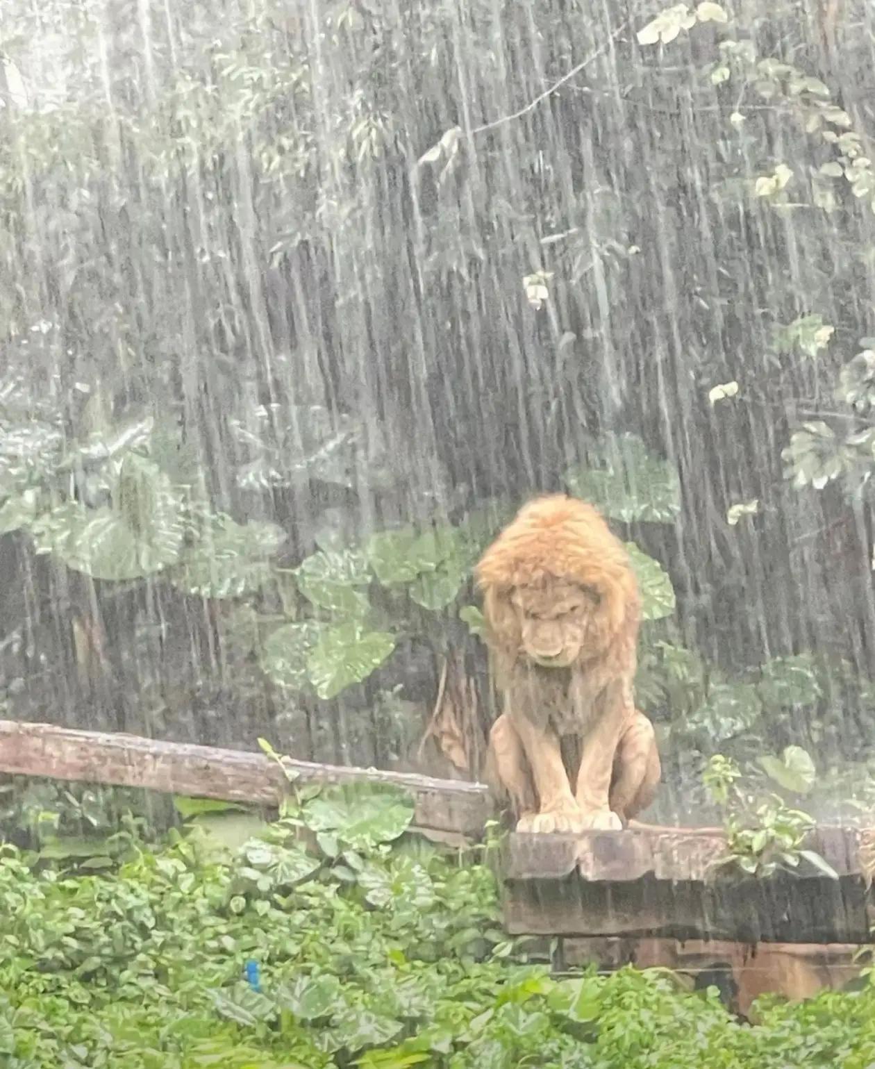 广州icon突遭强对流暴雨全城“一秒天黑”瓢泼大雨，大风，雷暴icon…给
