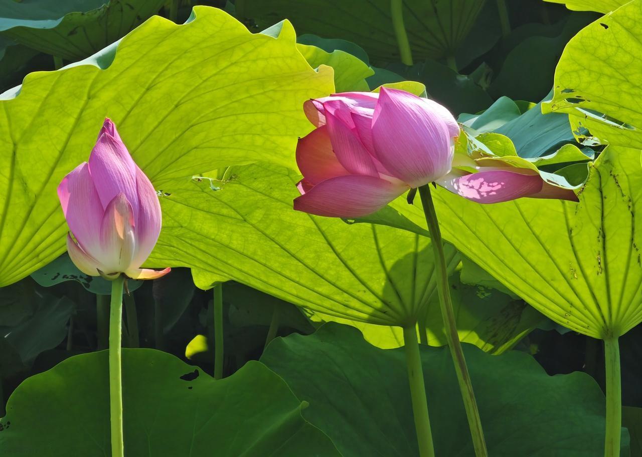 珍惜人生路上的点点滴滴，此生真的很短，短的甚至让我们来不及感叹，就已叶黄归故土；