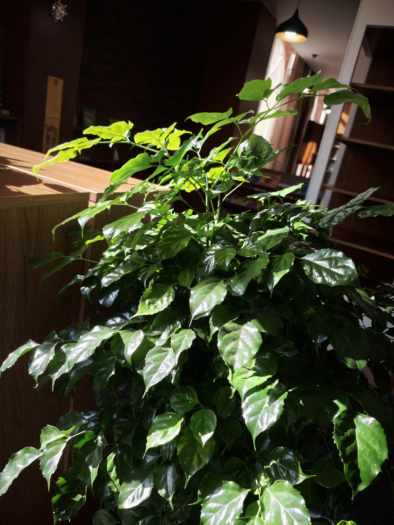 又是因为礼让行人，公交车让私家车没让，电动车“被迫”加速通过结果就撞上了，幸亏人