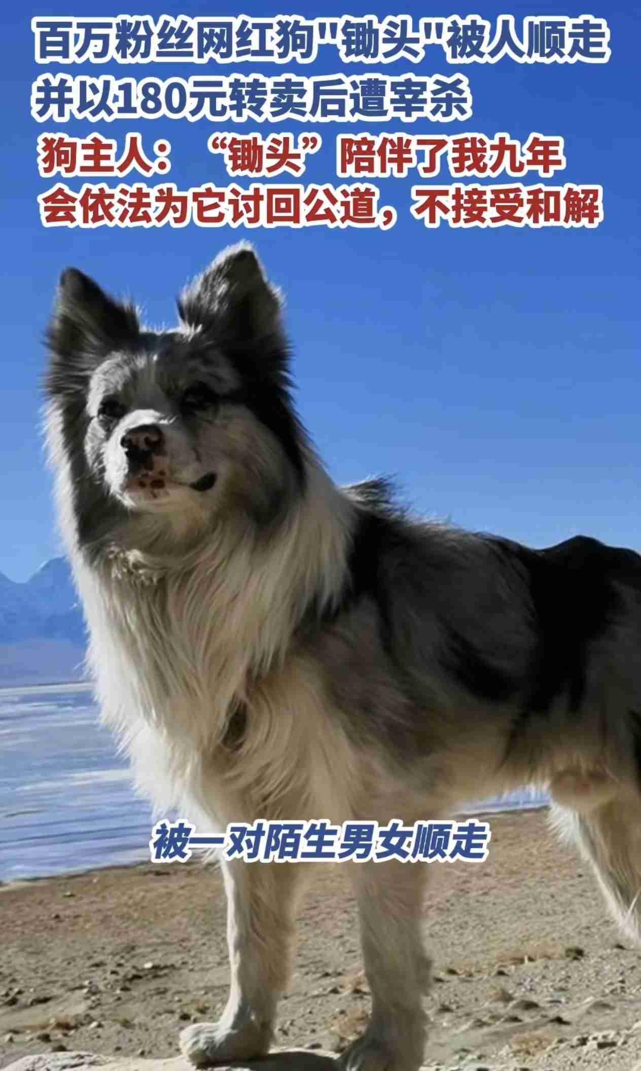 一条叫“锄头”的狗，被一对男女顺走，并以180元卖给狗贩子，后来转手烹了。狗
