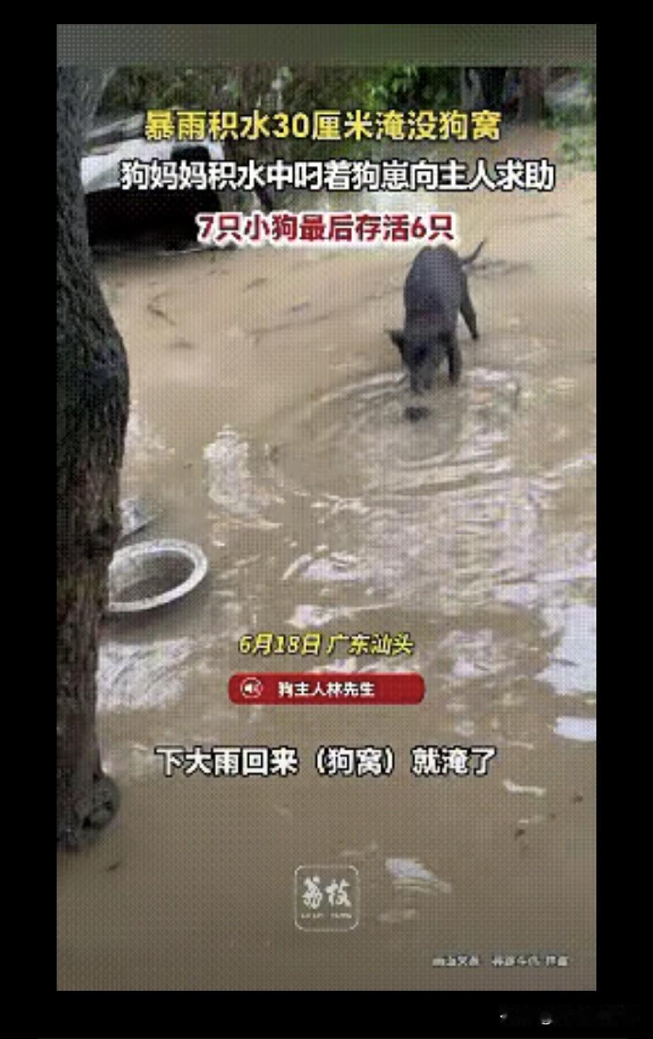 6月18日，广东汕头，一场暴雨突如其来，外出男子火急火燎赶回家一看，院中积水已有