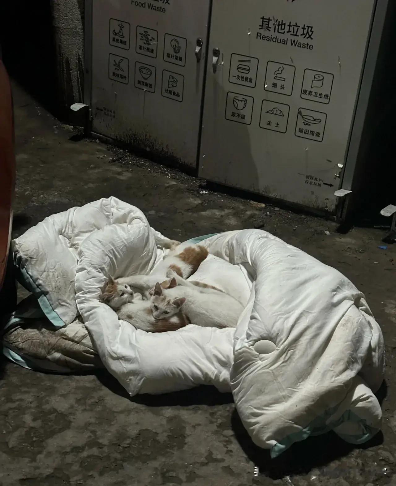 别人丢出去的被子是小流浪最心爱的小窝天冷了，垃圾桶旁有一床别个丢出来的被子，一会
