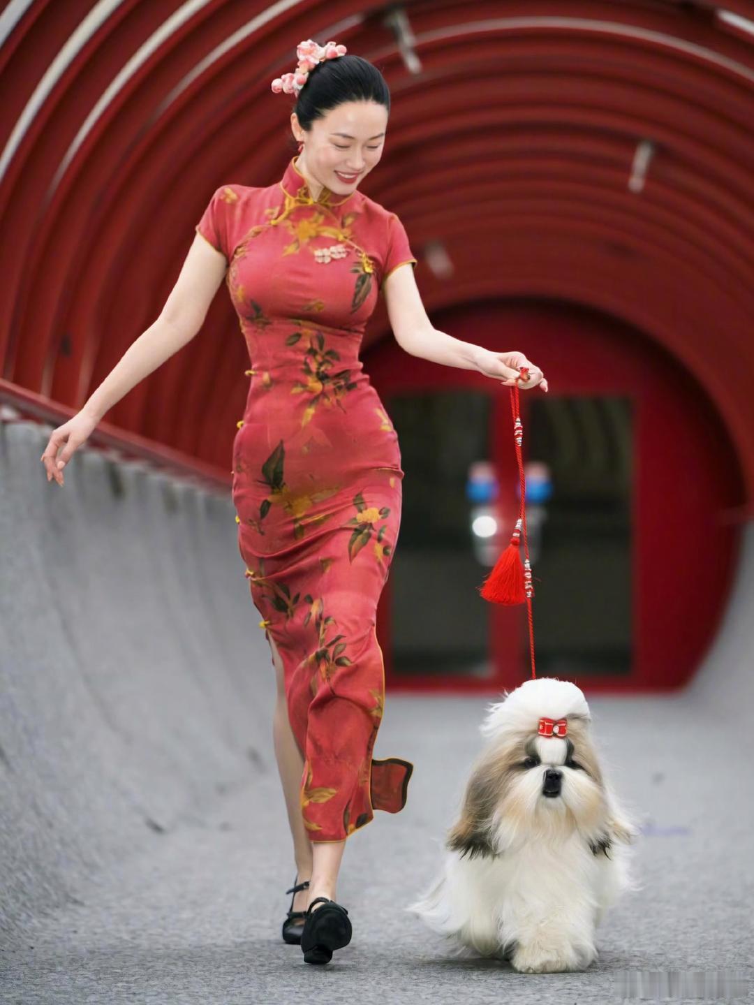 霍思燕爱犬在国际比赛夺冠七仙女霍思燕身着旗袍带领西施爱犬参加第135届比利时布