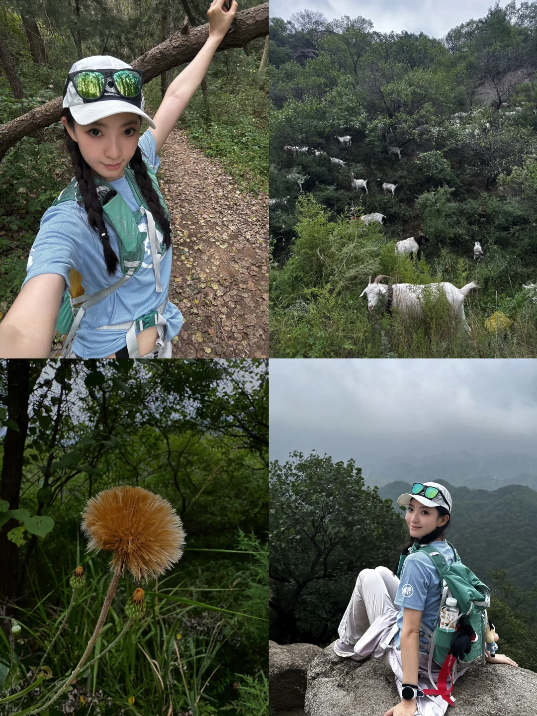 🌲｜误入羊群小道
