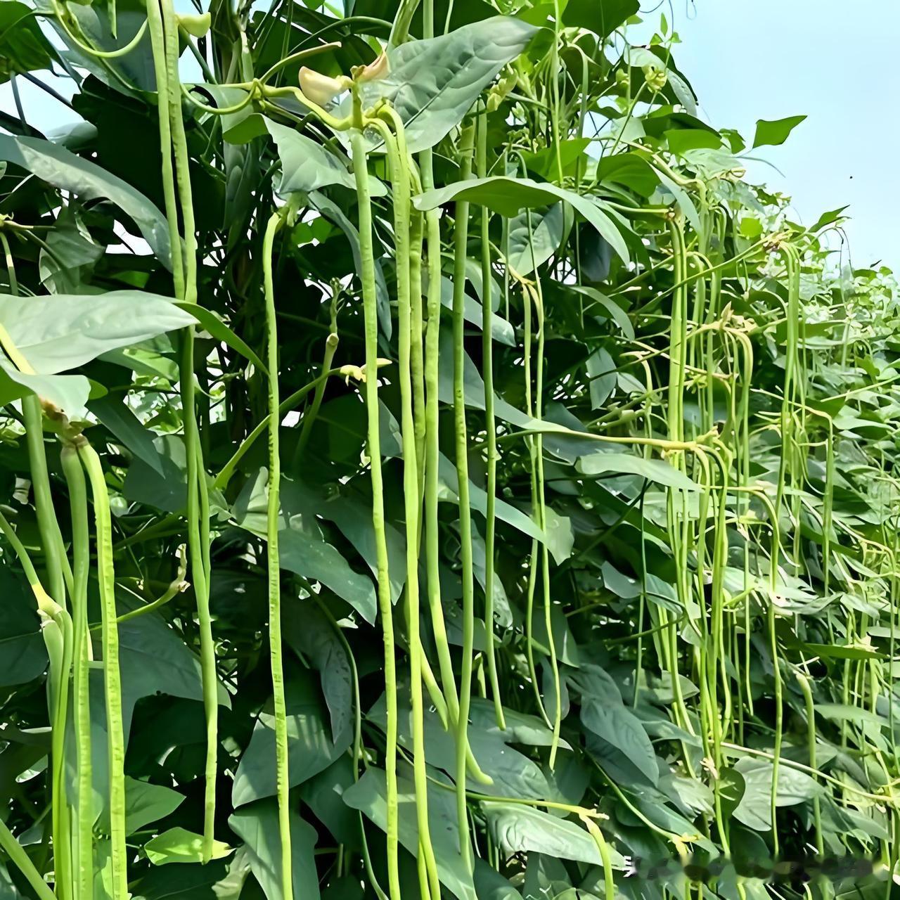 去年豆角一茬接一茬摘不完，采收期超长，送人都忙不过来！我是这样打理的去年我