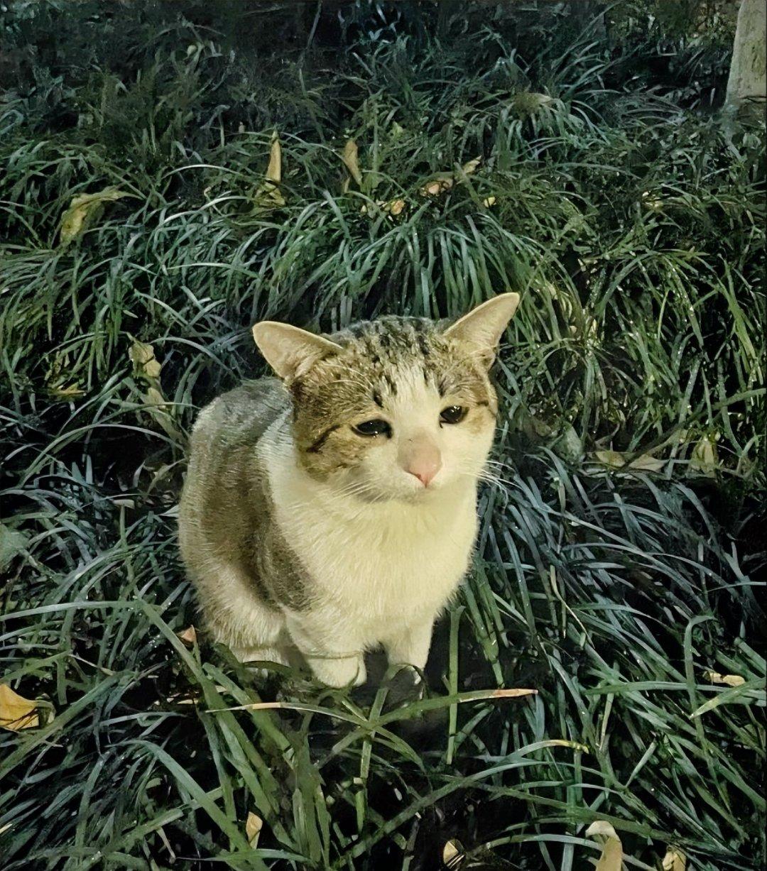 千万别随便投喂附近的流浪猫不然你就麻烦大了因为在它们的世界里，你就是突然出现
