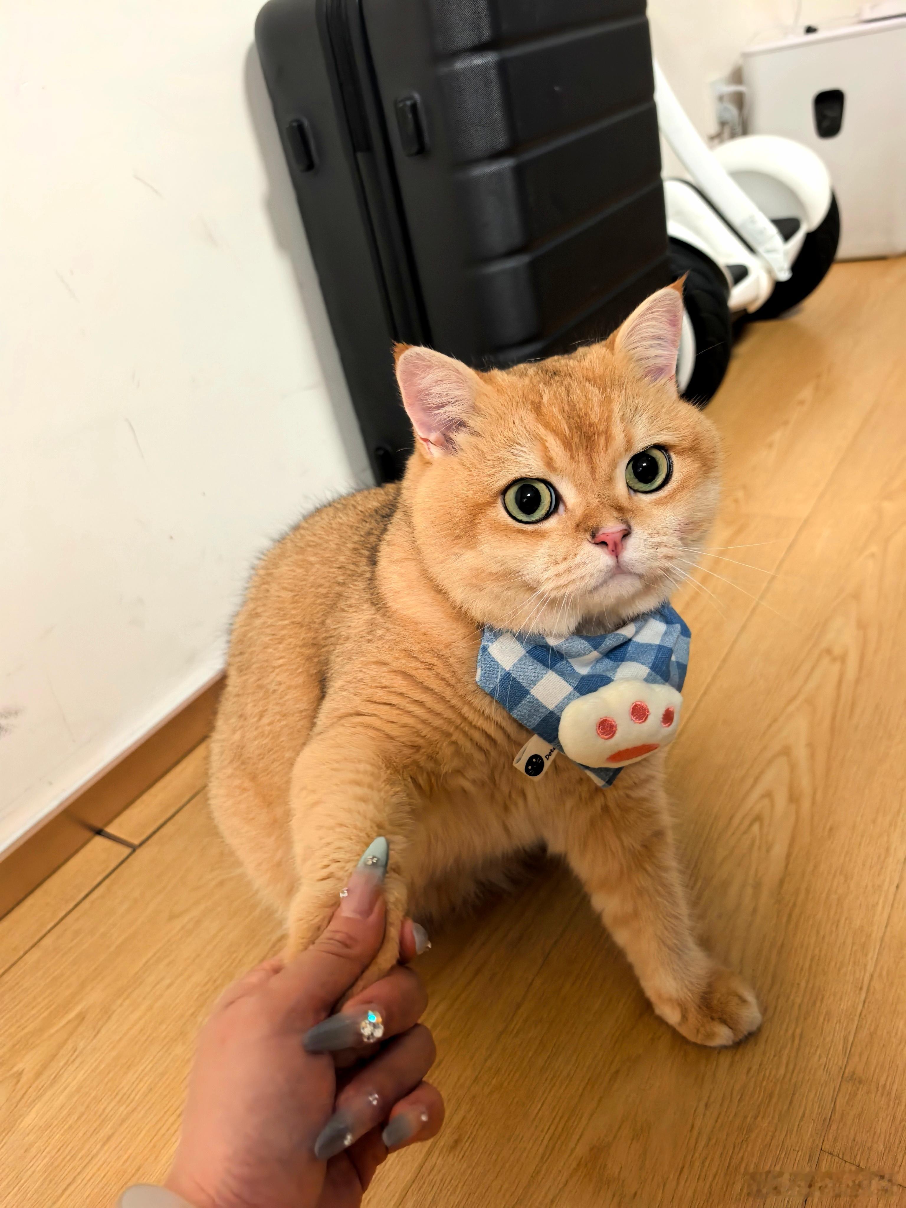 给我家猫猫戴上口水巾后，可爱翻倍了！越看越喜欢🤩🤩🤩金渐层萌宠​​