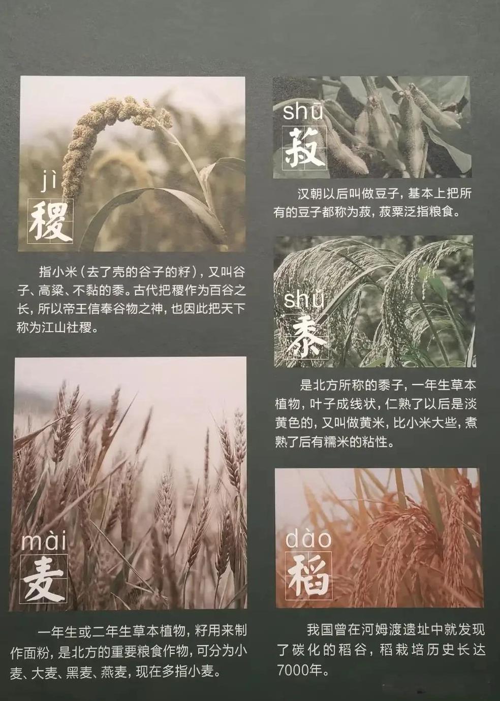 黄帝内经里面记载的五谷没有稻，东汉才把稻加进去，把麻换了。以前的五谷代表中土社稷