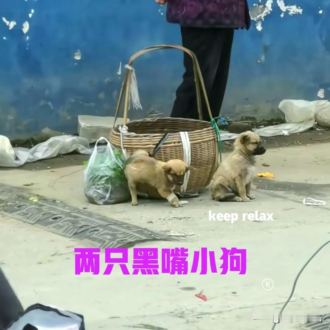 农村的菜市上，一位老人站在不起眼的角落，面前放着一个竹蓝，竹篮边拴着两只小狗。看