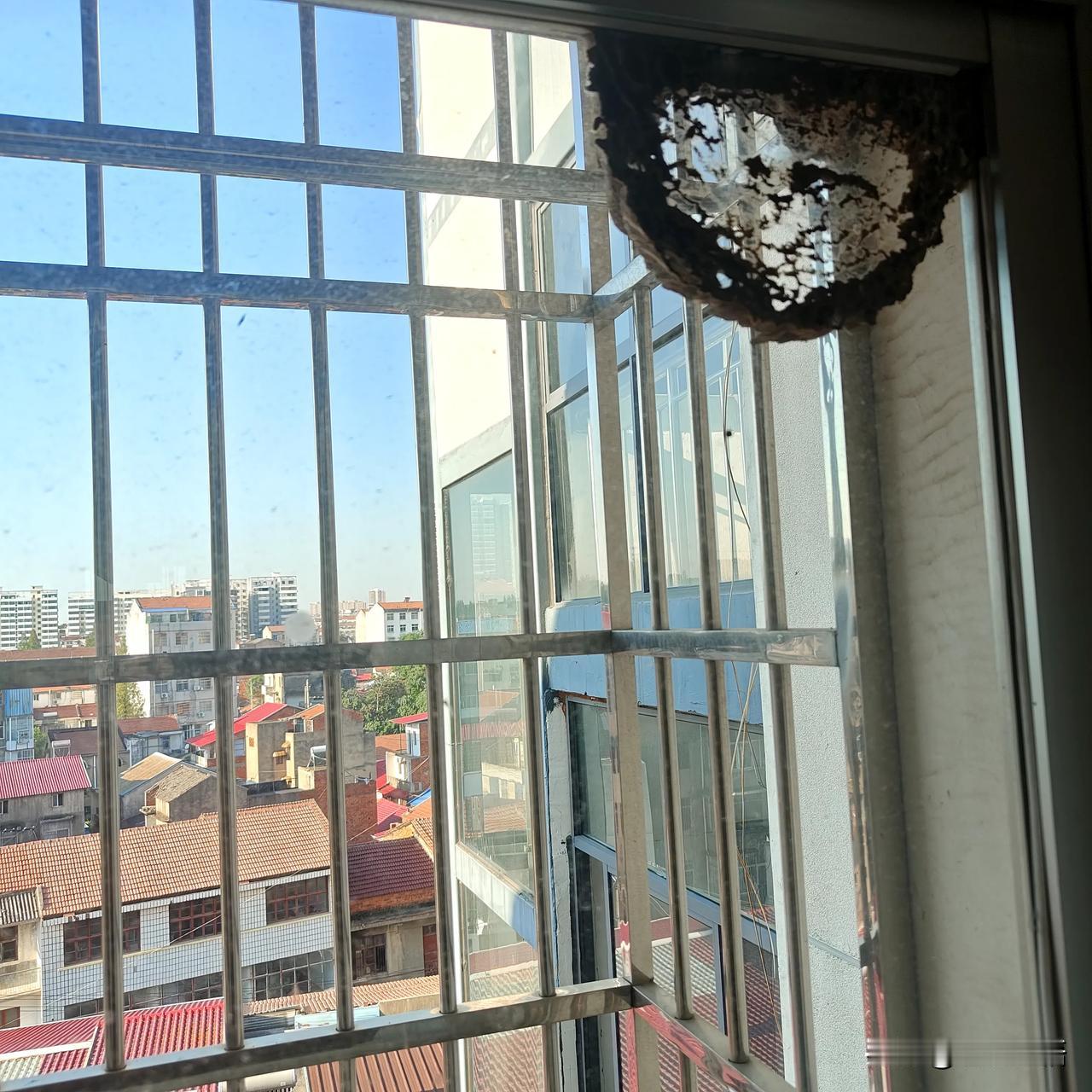 半年多没回老家，昨天回来看到客厅玻璃上搭了个超大蜂巢，几只蜜蜂来来往往，飞进飞出