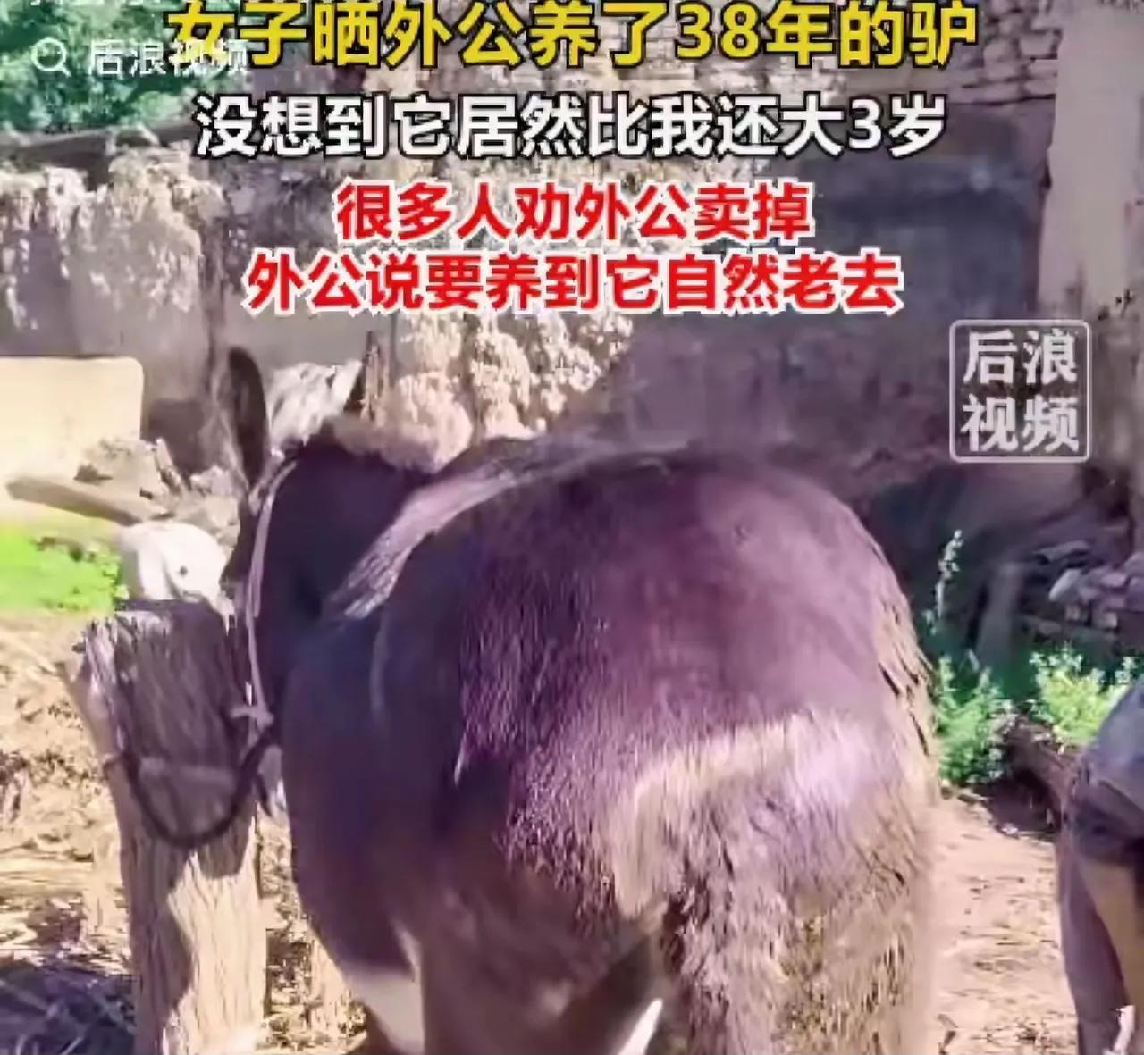 “万万没想到！”近日，甘肃一女子分享家中养的驴，今年已经38岁了，外公外婆把驴照