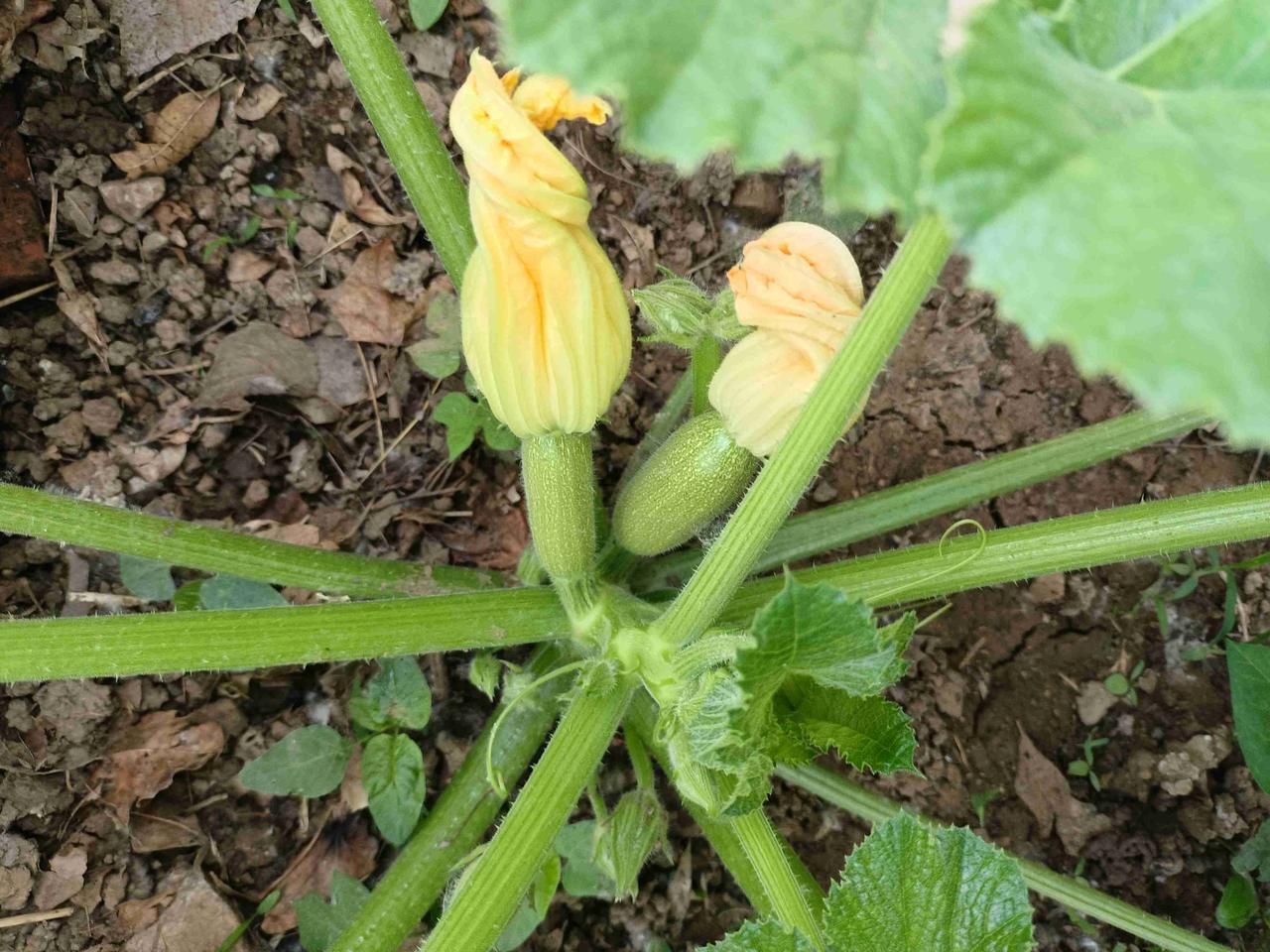 我家的西葫芦已经长出小瓜了，花还没有开，先长瓜，后开花。今年种的西葫芦也不少