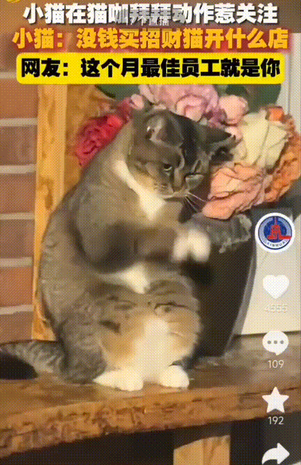 真是笑不活了！山东青岛一家猫咖，老板本来觉得店里全是小猫咪，就没特意准备招财猫摆
