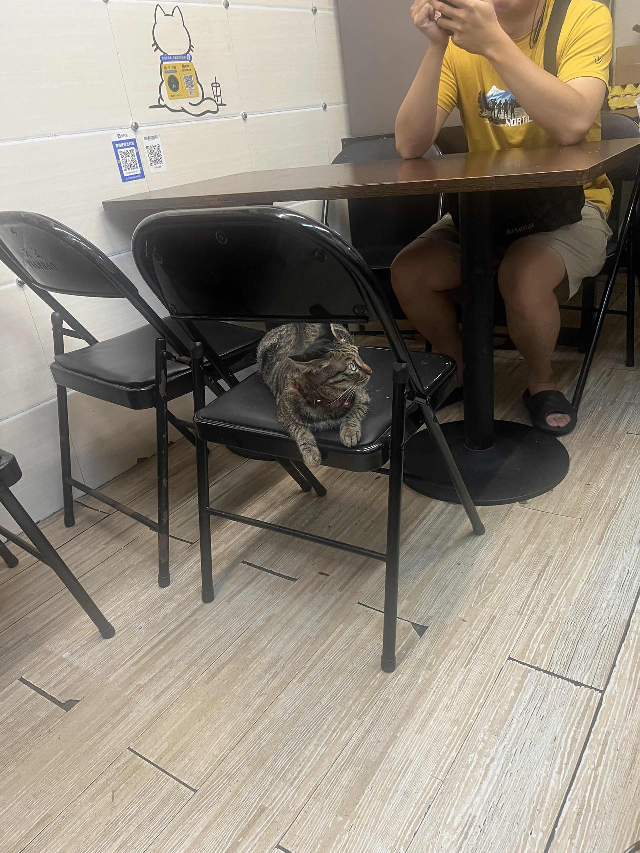 猫咪店长在想什么呢，是不是对今天的生意不太满意，所以它亲自出来接客了[大笑][大