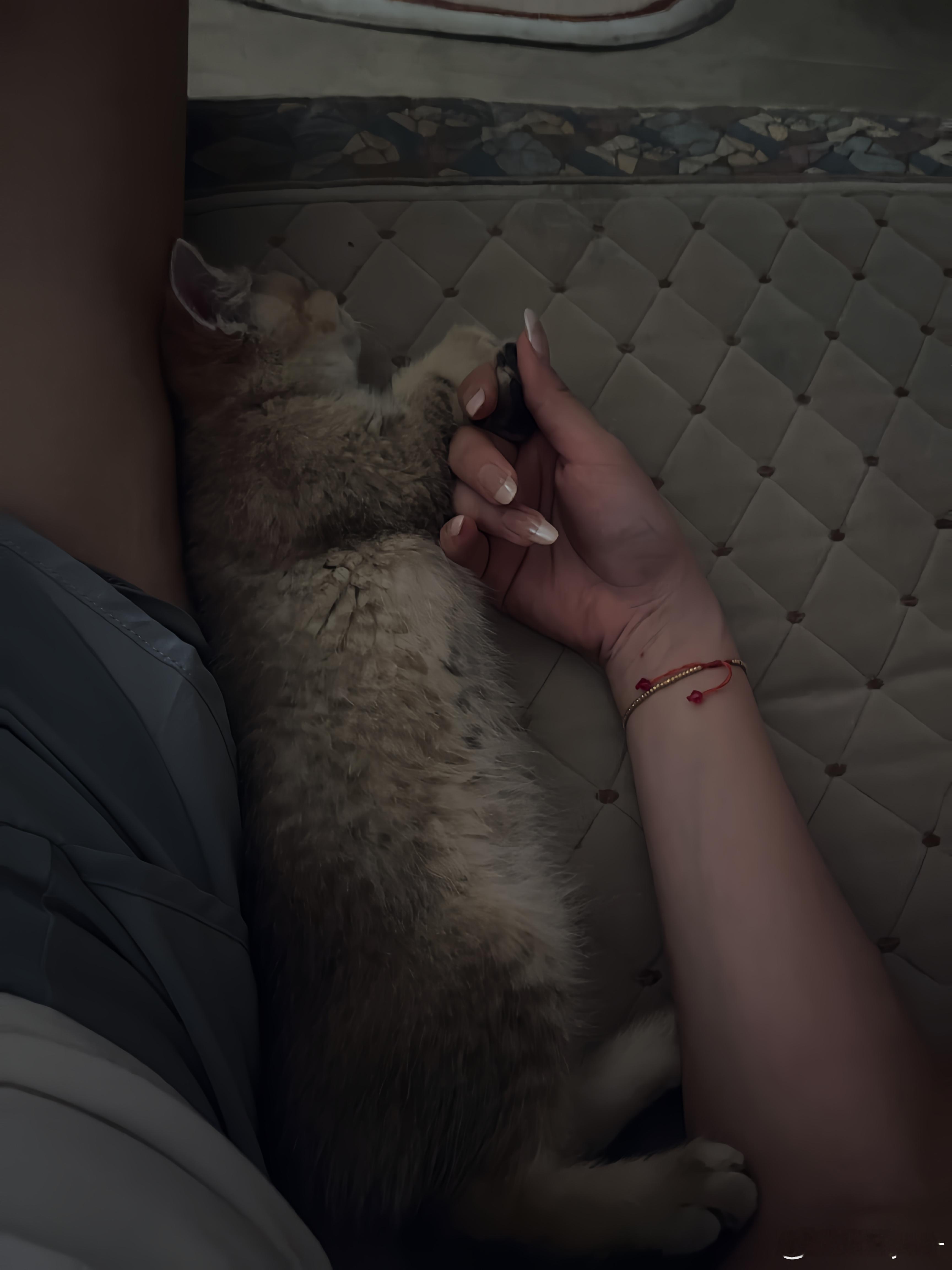 当你爱小猫你会发现就算你被小猫抱着手咬也会感叹小猫好听话没有伸出爪子没