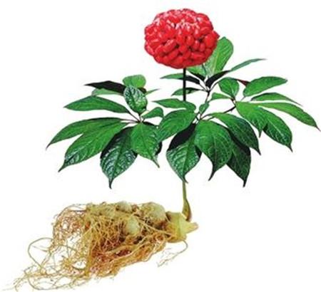 三七——可以长期服用药食同源的中药材