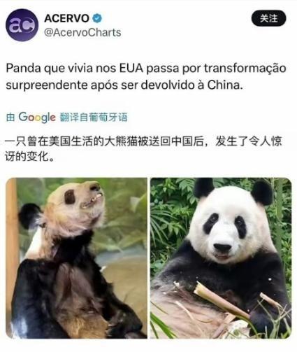 外媒惊叹：一只曾在美国生活的大熊猫被送回中国后，发生了令人惊讶的变化。外媒都看傻