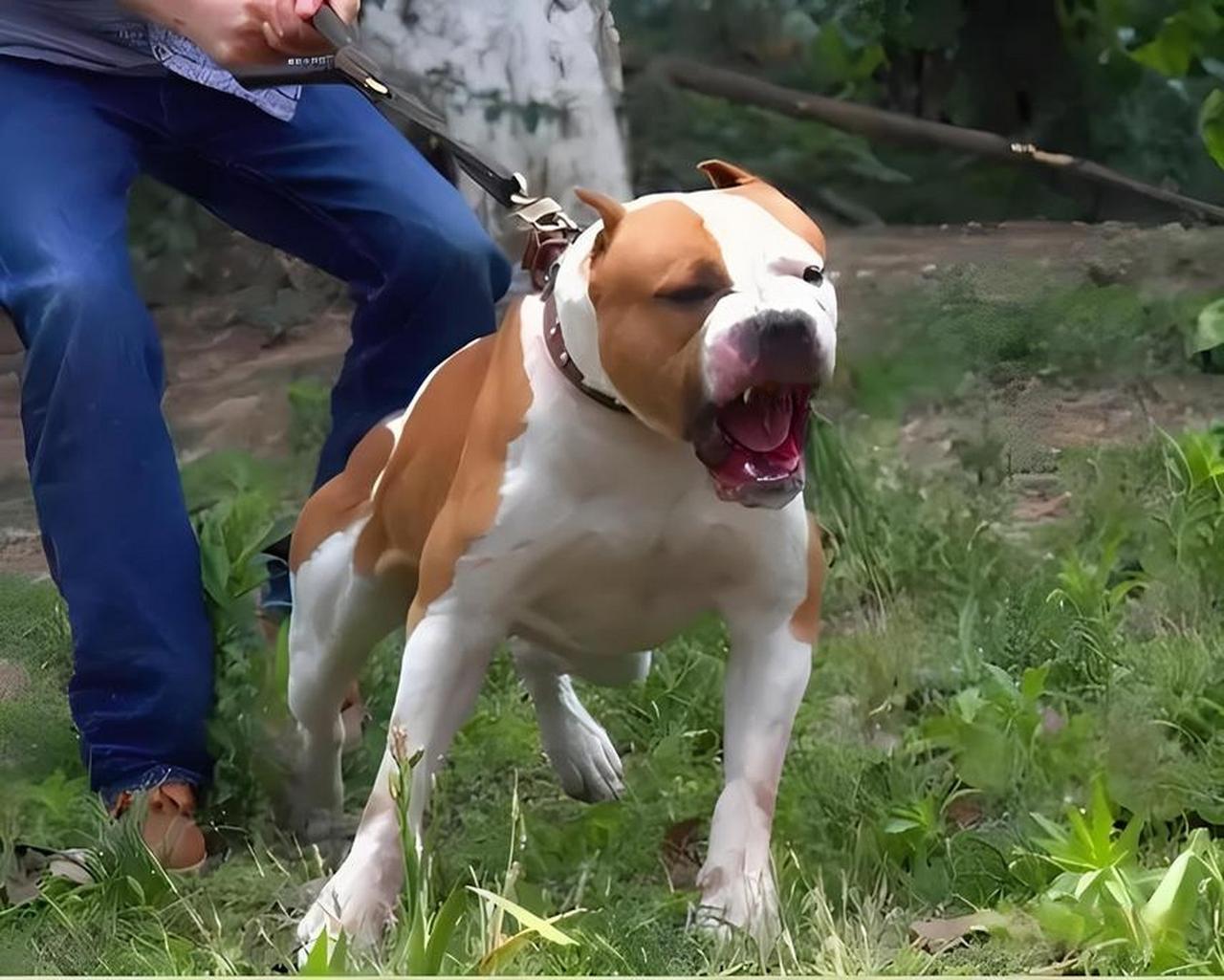 贵州凯里，男子养了只烈性犬，不仅咬死过别人家的鸡，还咬伤过人，男子看狗生出这么多