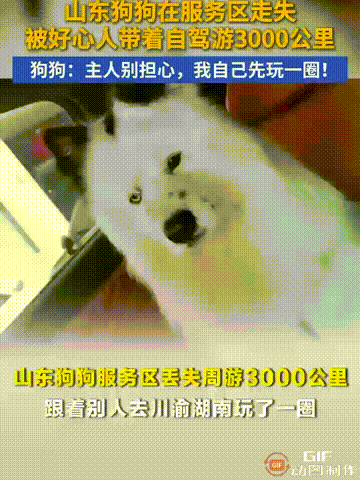 太奇妙了！山东一名女子养了一只小狗，已经养了三年，平时相处就像是家人一样，谁料女