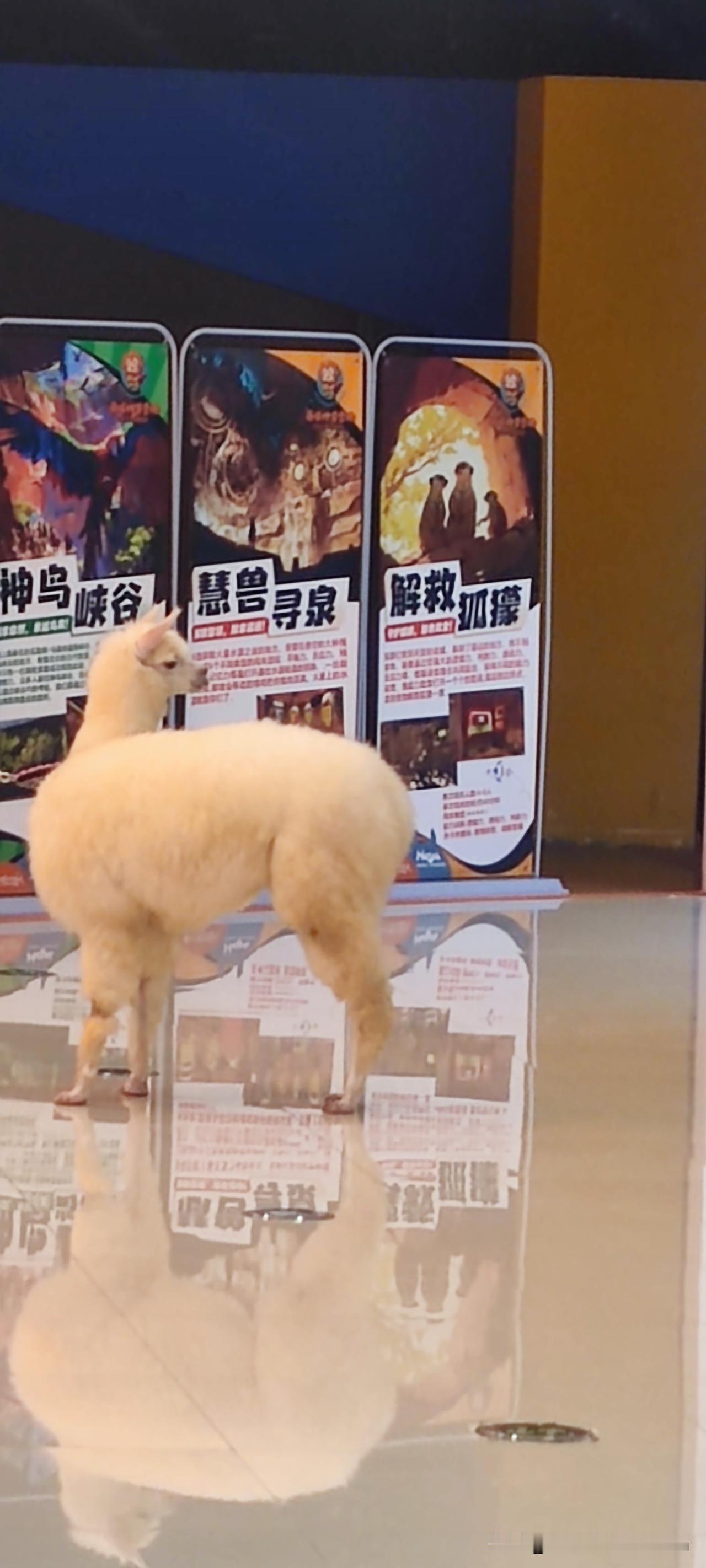 晒图笔记大赛在商场的快乐营地发现了一只漂亮的羊驼