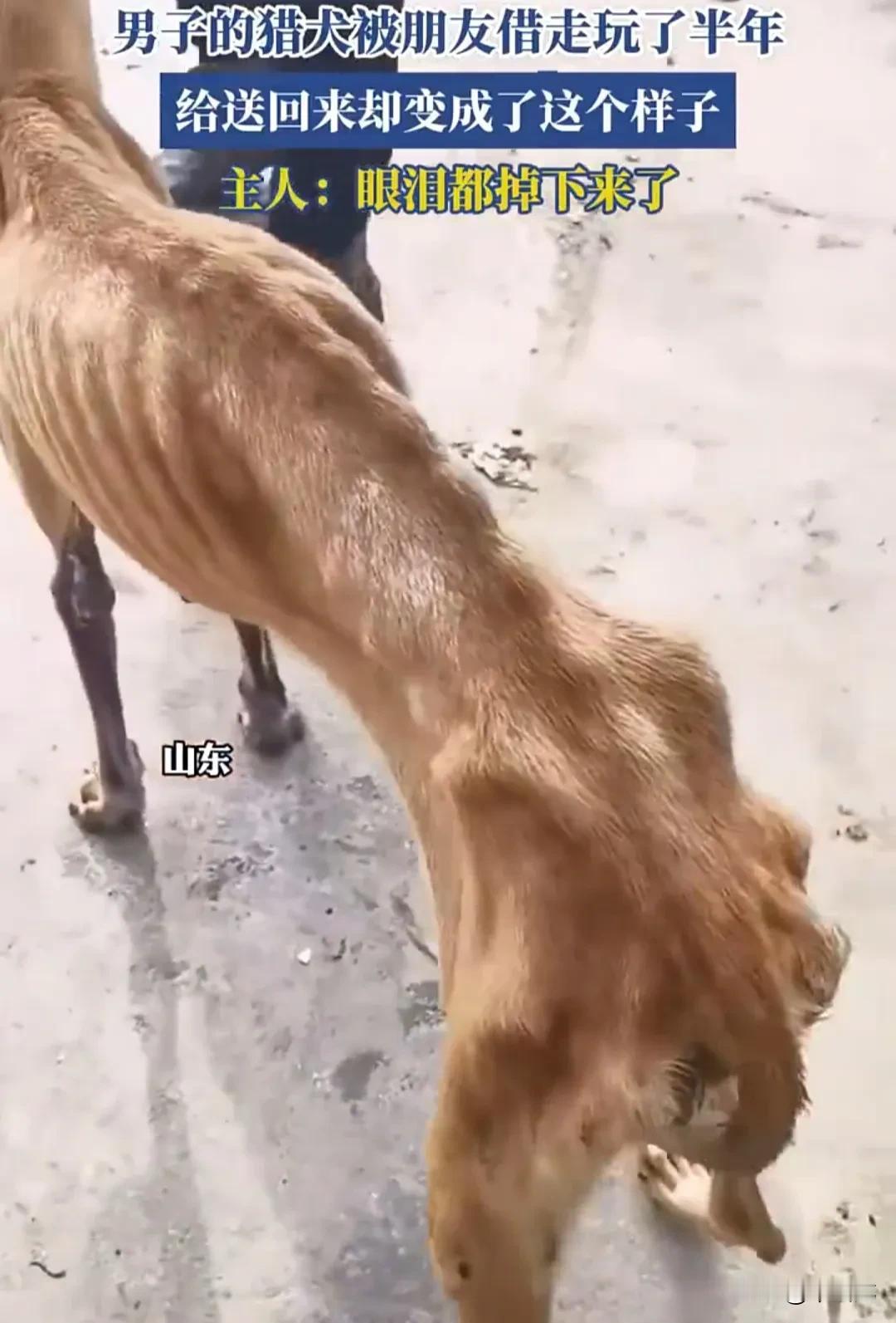 男子养了一只心爱的猎犬，它有着浓密的毛发和强健的肌肉，身姿矫健，眼神锐利，看上去