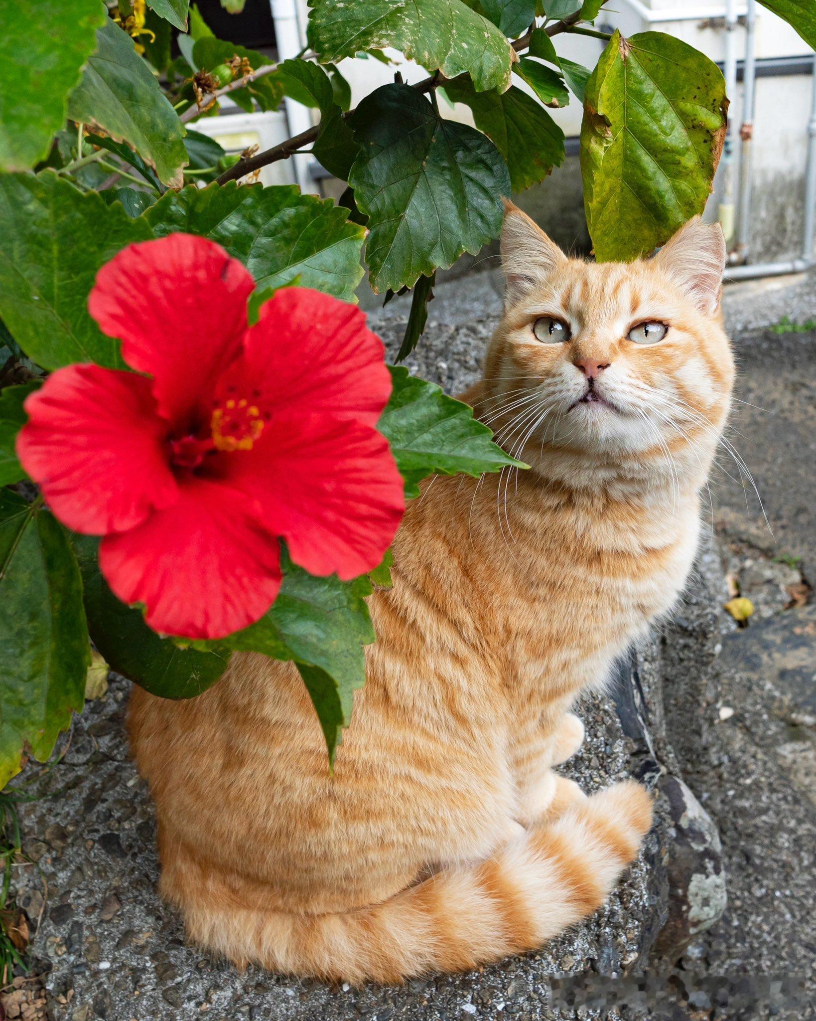 猫咪配大红花[抱抱]