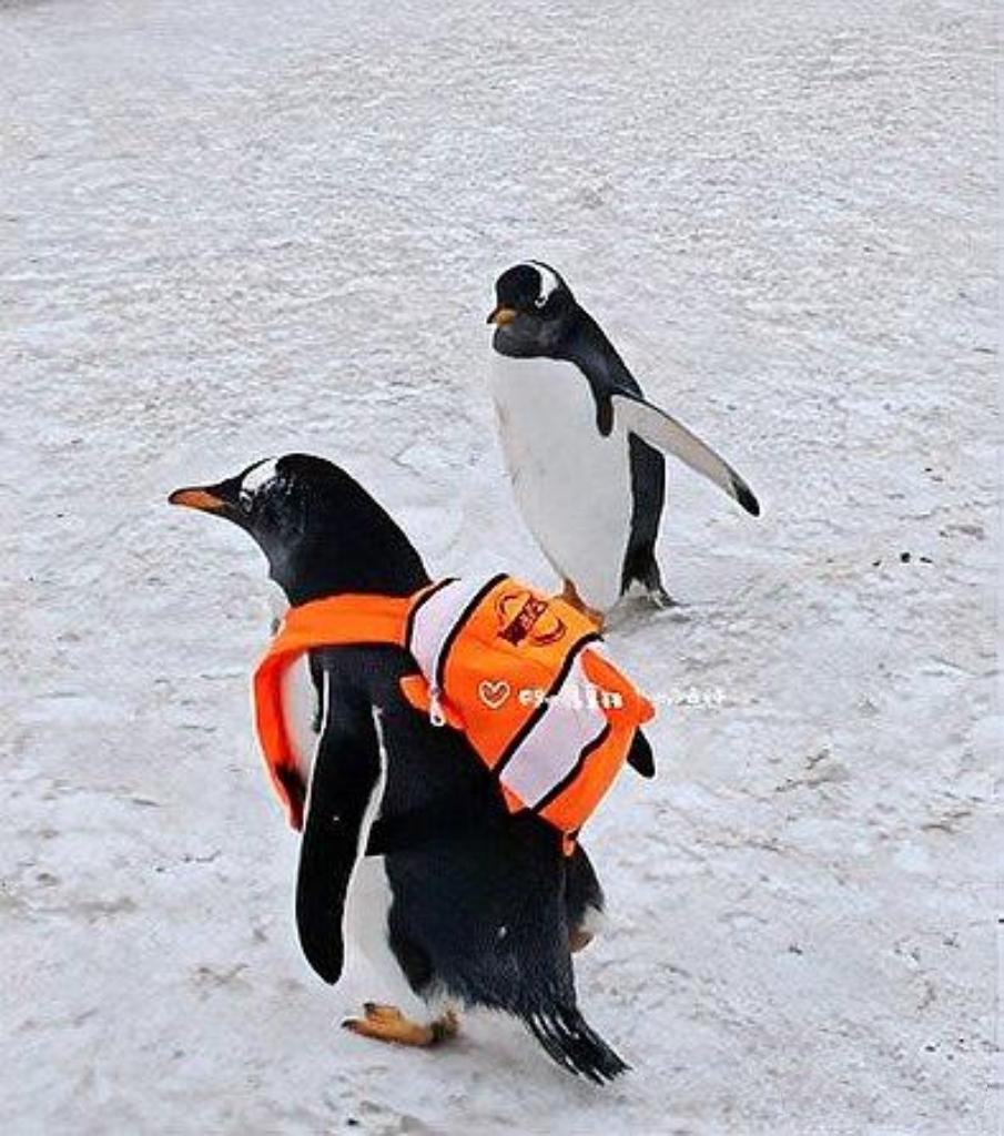 惊！女子竟在小区遛企鹅？社区紧急发声：此举违法！动物保护需重视，违规饲养不可取。