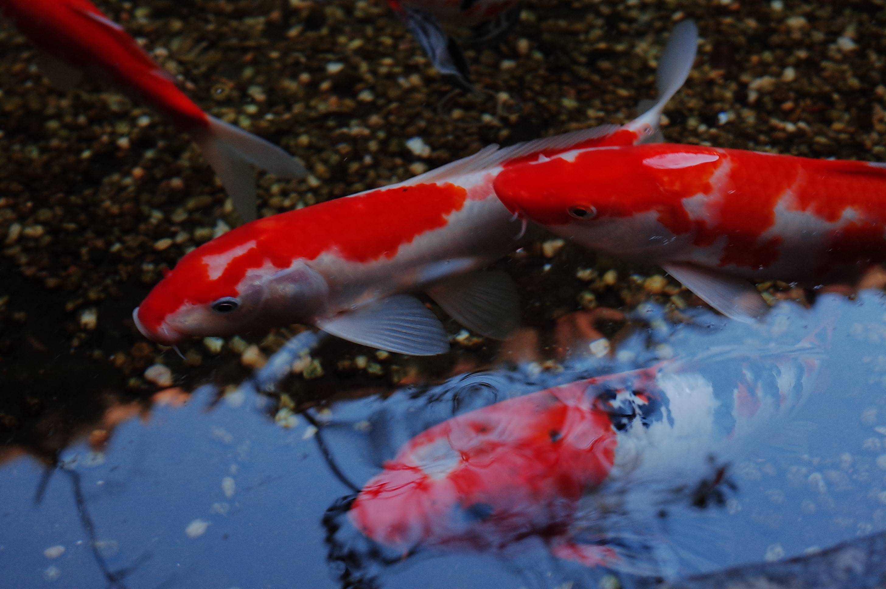 当亲戚都在劝我结婚的时候我怀疑他们是不是都在羡慕我过的太轻松了