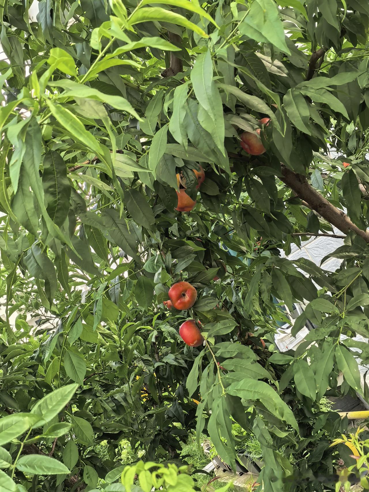 盛夏的果实，欣赏胜似品尝！楼下一人家种的两棵桃树，已经硕果累累！每每经过，我