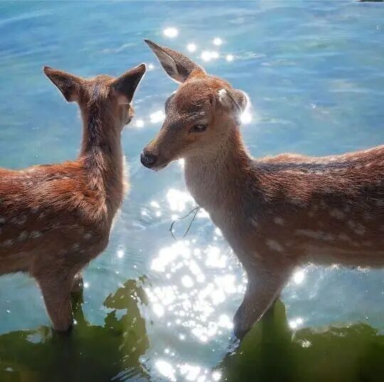 ꙳小鹿小鹿◌‬𓈒𓐍˚⁎⊹