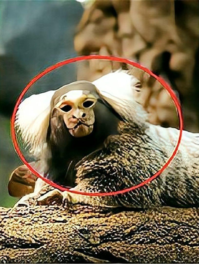 请你讲一个民间传说的奇闻奇事相传清末时，樟树乡间有位书生救了一只被困在捕兽夹里的